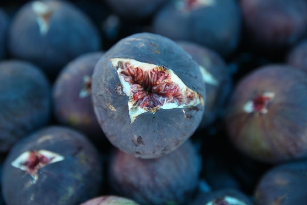 Bursa’da üreticilerin yüzü güldü!