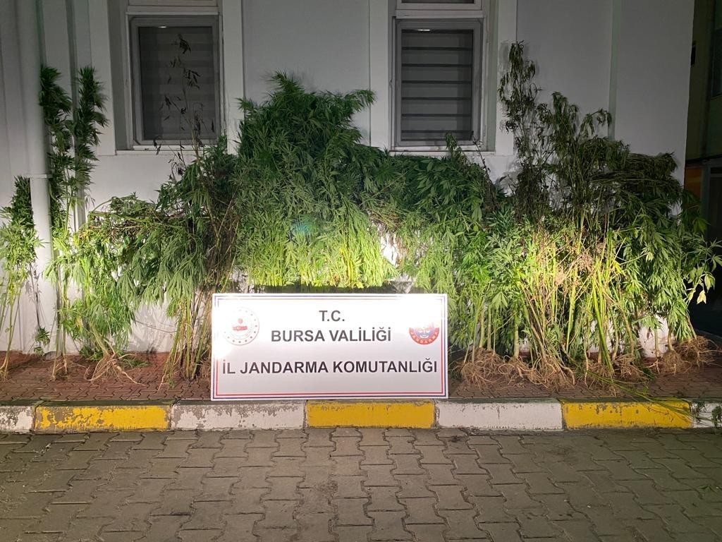 Bursa’da uyuşturucu operasyonu! Devlet arazisine kenevir ekmiş