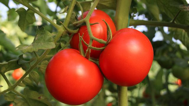 Resmi Gazete’de yayımlandı! Flaş domates kararı