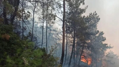 Muğla Ula’da orman yangını