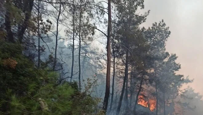 Muğla Ula’da orman yangını