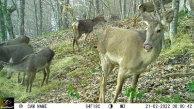 Bursa’da iki kızıl geyiği idari yargı kurtardı