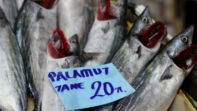 Balık tezgahları palamutla şenlendi