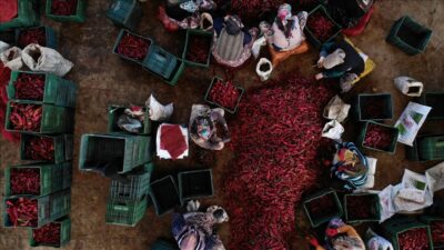 Kasım başlıyor! Bursa’dan Hollanda’ya gönderilecek