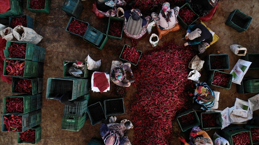 Kasım başlıyor! Bursa’dan Hollanda’ya gönderilecek