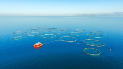 Tarım, ormancılık ve balıkçılık sektörünün varlıkları 5 yılda 3 katına çıktı