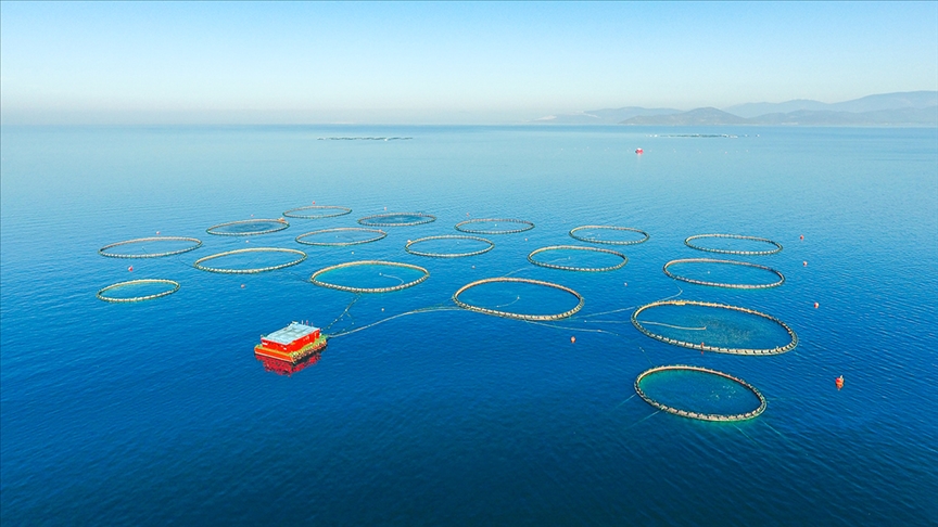 Tarım, ormancılık ve balıkçılık sektörünün varlıkları 5 yılda 3 katına çıktı