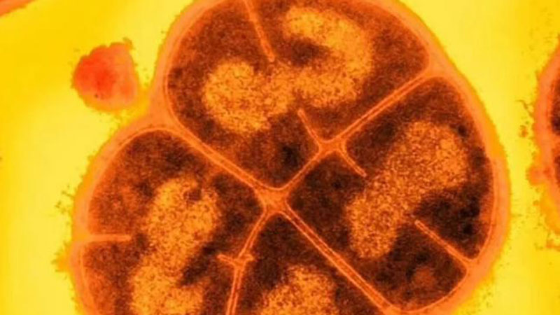 Bakterilerin süper kahramanı Mars’ta mı?