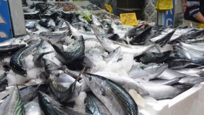 Karadeniz’de palamut bereketi: 3 tanesi 100 TL