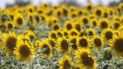 Karacabey TİGEM’den satılık yağlık ayçiçeği…