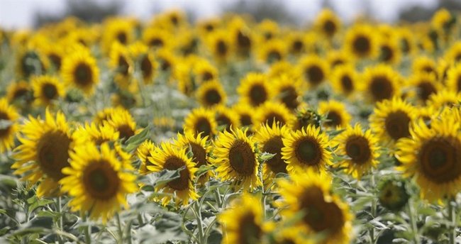 Karacabey TİGEM’den satılık yağlık ayçiçeği…