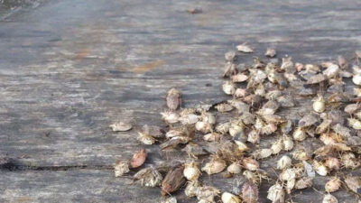 Artvin’i böcek bastı