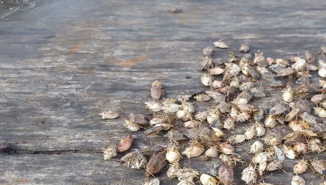 Artvin’i böcek bastı Artvin’i böcek bastı