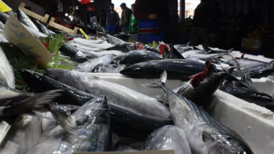 Palamuttaki bolluk fiyatları düşürdü