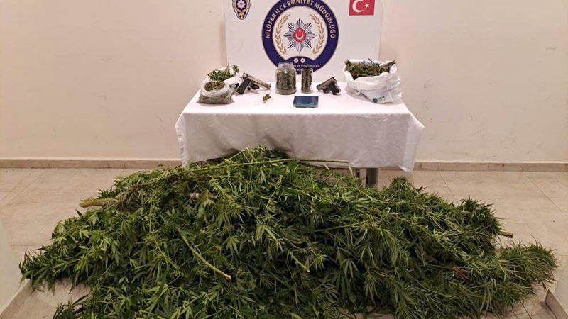 Bursa’da uyuşturucu operasyonu! Evi kenevir tarlasına çevirmiş