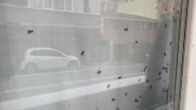 Camdaki sinekleri gören telefona sarıldı, eve giren polis gerçeği ortaya çıkardı