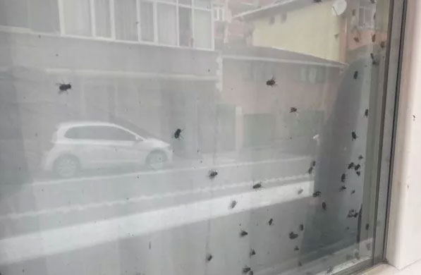 Camdaki sinekleri gören telefona sarıldı, eve giren polis gerçeği ortaya çıkardı