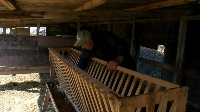 Köylerde kurt saldırısı iddiası: 18 koyun telef oldu Köylerde kurt saldırısı iddiası: 18 koyun telef oldu