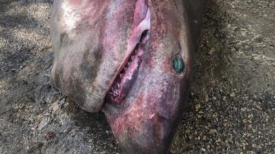 Bursa’da dev köpek balığı!