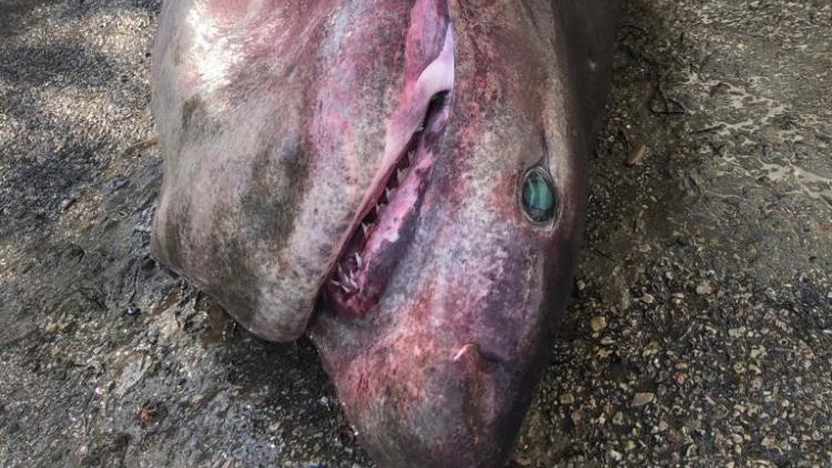 Bursa’da dev köpek balığı! Bursa’da dev köpek balığı!