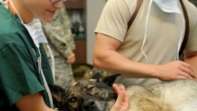 Bursalı hekim uyardı; ‘Halk sağlığı, hayvan sağlığından geçiyor’