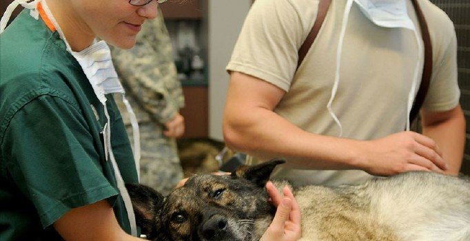Bursalı hekim uyardı; ‘Halk sağlığı, hayvan sağlığından geçiyor’