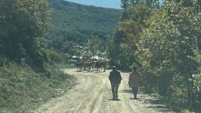 Bursa’da kaybettiği hayvanları jandarma buldu