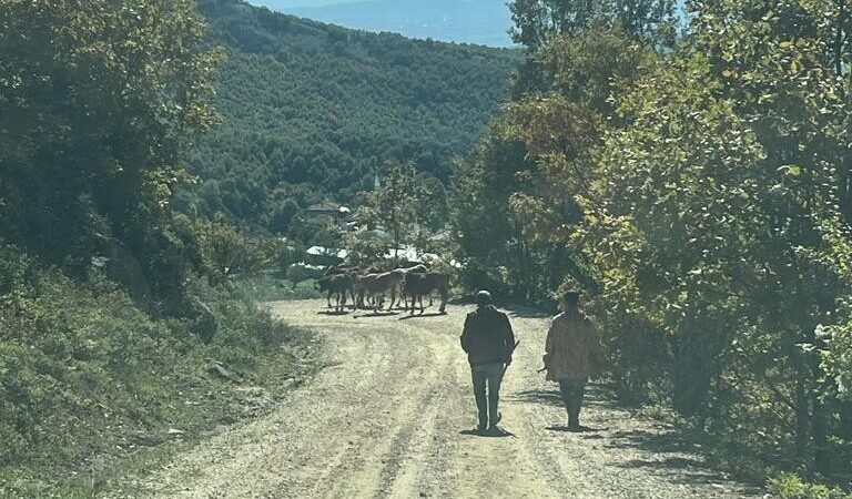 Bursa’da kaybettiği hayvanları jandarma buldu Bursa’da 6 büyük baş hayvanını kaybeden vatandaşın yardımına jandarma yetişti.
