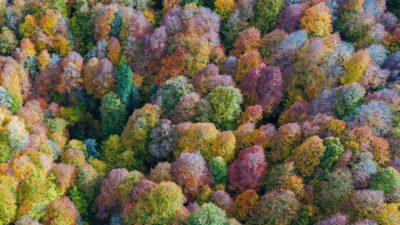 Doğa harikası Yedigöller’de sonbahar