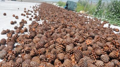 Karacabey TİGEM’den satılık fıstık çamı kozalağı…