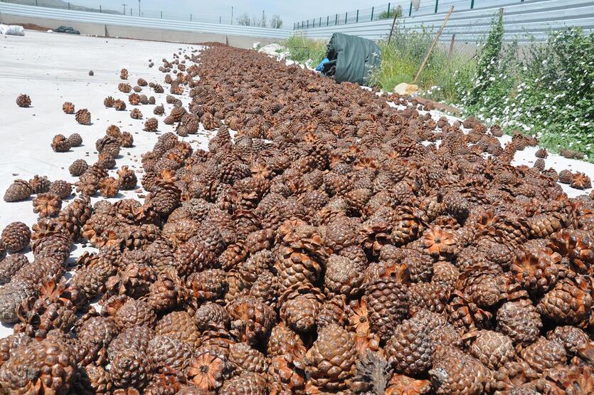 Karacabey TİGEM’den satılık fıstık çamı kozalağı…