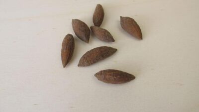 Mucizeyi yıllarca çöpe atmışız!