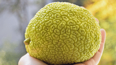 Ağrıları şıp diye kesiyor!