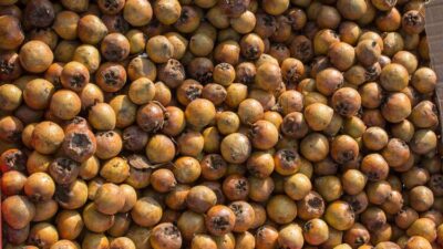 Böbrekler için şifa deposu! Bağırsaklar için en doğal müshil!