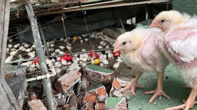 Depremde iki katlı çiftlik çöktü, binlerce civciv telef oldu