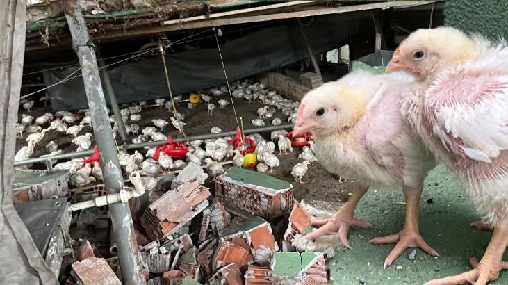 Depremde iki katlı çiftlik çöktü, binlerce civciv telef oldu