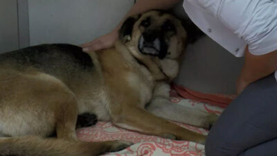 Köpeği boğmaya çalışan saldırgan tekrar gözaltına alındı