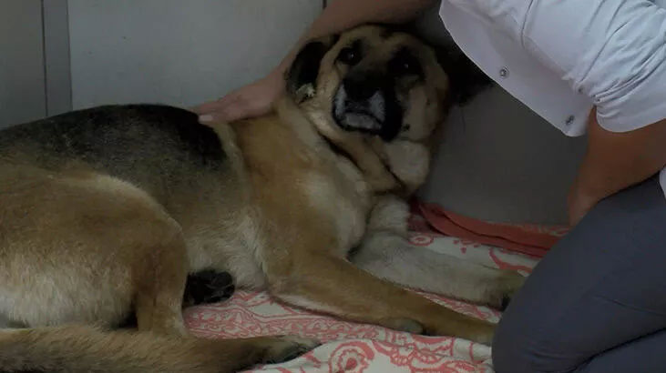 Köpeği boğmaya çalışan saldırgan tekrar gözaltına alındı Köpeği boğmaya çalışan saldırgan tekrar gözaltına alındı