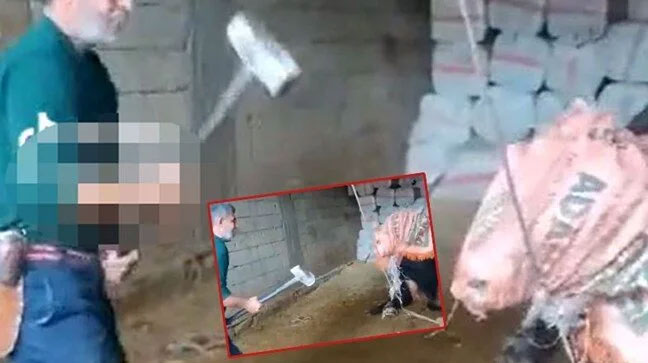 Mardin’de boğayı balyozla başına vurarak öldürdü Mardin’de boğayı balyozla başına vurarak öldürdü
