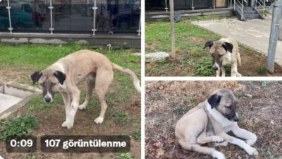 Hayvansever uyardı, Bursa Büyükşehir kurtardı