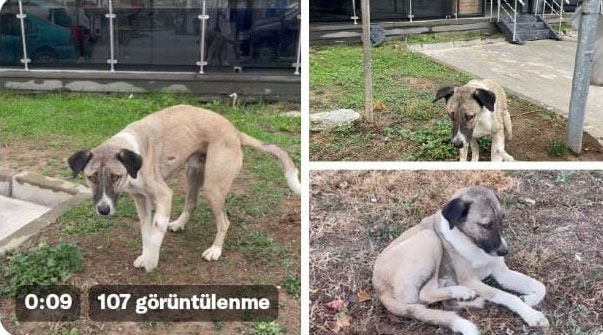 Hayvansever uyardı, Bursa Büyükşehir kurtardı