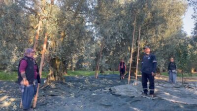 Bursa’da zeytin toplayan köylü kadınlar tarlada böyle saygı duruşuna durdu