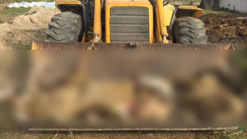 Bursa’da sokak köpekleri dehşet saçtı Bursa’nın Mustafakemalpaşa ilçesinde sokak köpeklerinin saldırısına uğrayan bir çiftlikteki 8