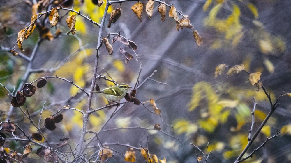 Bursa’da ilk kez görüldü