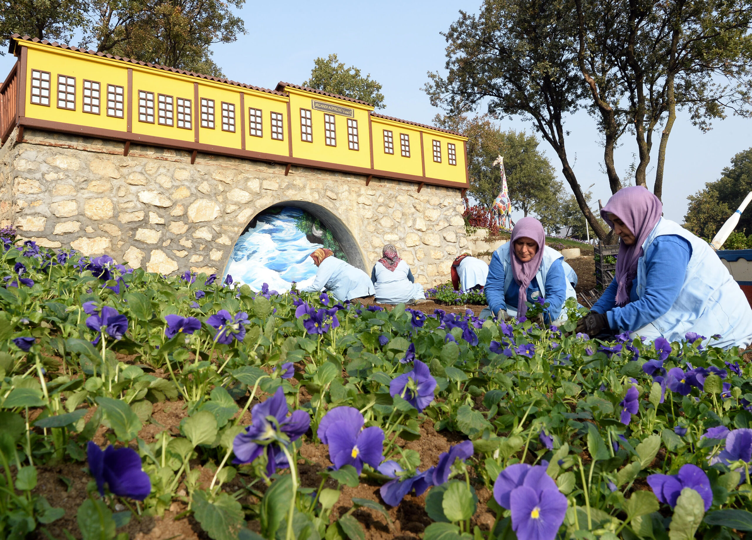 Macera Bursa’da kış çiçekleri açıyor