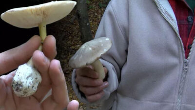 50 gramı öldürüyor! Yüzde 95’i ‘Köygöçüren’ adı verilen mantar