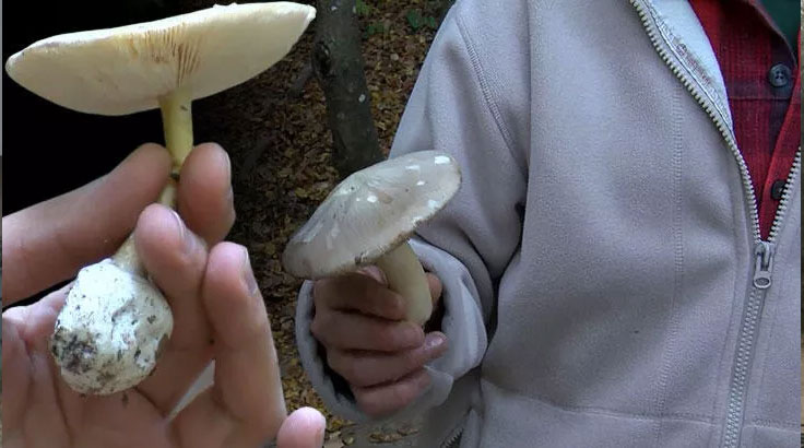 50 gramı öldürüyor! Yüzde 95’i ‘Köygöçüren’ adı verilen mantar