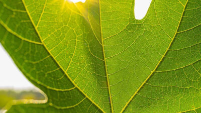 Yaprağı da kendisi kadar faydalı: Kanı temizler, enfeksiyonu önler, kansere kalkan olur