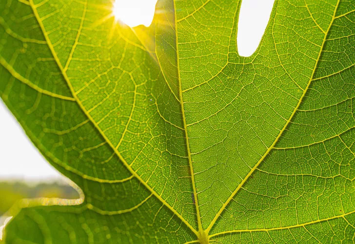 Yaprağı da kendisi kadar faydalı: Kanı temizler, enfeksiyonu önler, kansere kalkan olur