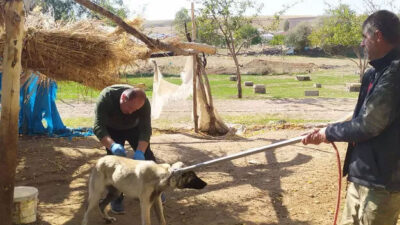 Bitlis’te kuduz paniği! 36 vaka tespit edildi